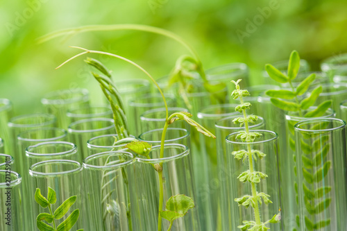 Cuadros en Lienzo young sample plant growing in test tube , biotechnology research concept