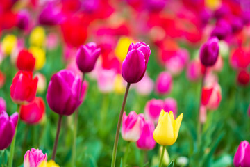 Wall Mural - tulips bloom in the garden