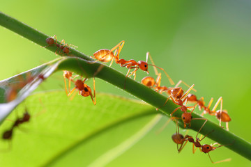 Wall Mural - Small ants (Oecophylla smaragdina) climbing on branches.