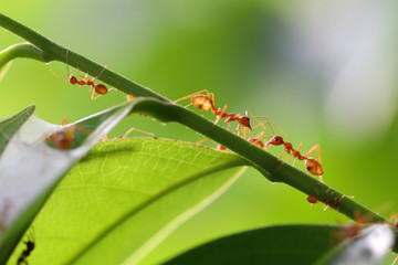 Small ants (Oecophylla smaragdina) climbing on branches.