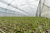 Fototapeta  - Plantas en crecimiento dentro de un invernadero