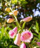 Fototapeta Kwiaty - 散歩道の花壇に咲くピンクの金魚草