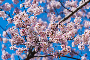 Wall Mural - sakura, cherry blossom flower in spring season