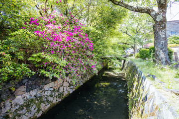 Canvas Print - Philosopher's Walk in Kyoto Japan