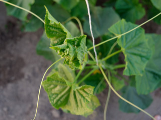 green cucumber in the ground growing in a greenhouse