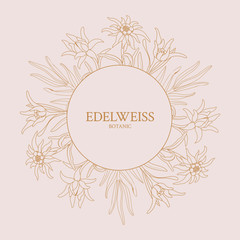 Wall Mural - Edelweiss. Frame with edelweiss flowers on a pink background