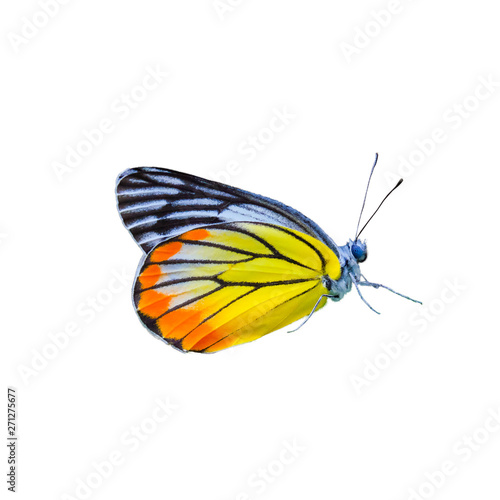 Beautiful colored butterflies on a white background