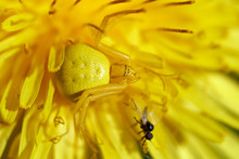 Yellow Flower Spider Hunting Flies Sitting On A Blossoming Dandelion