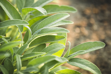 Aromatic common sage leaves