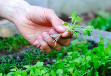 Male's Hand Holding Microgreens On Seedbed Background. Farmer Inspect Fresh Rocket Salad Sprouts In Garden. Healthy Food Concept