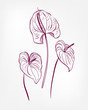 vector engraved design elements sketch flower decorative design elements ink anthurium