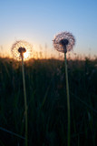 Fototapeta Dmuchawce - Two fluffy dandelion at sunset in the field