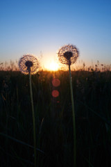 Two fluffy dandelion at sunset in the field