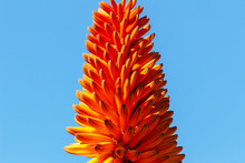 Close Up Of Aloe Orange Flower On Blue Background