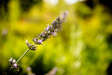 Lavender flower head on Bright green natural background.Lavender bushes closeup on sunset. Sunset gleam over purple flowers of lavender. Provence region of france..Copy space.