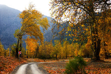 Landscape Image Of Dirt Countryside Dirt Road With Colorful Autumn Leaves And Trees In Forest Of Mersin, Turkey