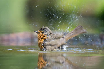 bird in water