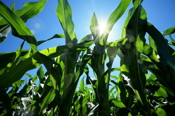 Close up agricultural corn field of countryside landscape in sunny day