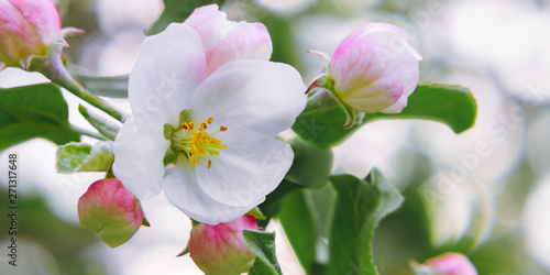 Dekoracja na wymiar  kwiat-jabloni-z-pakami-w-wiosennym-ogrodzie-delikatne-piekne-wiosenne-naturalne-tlo