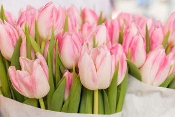 Wall Mural - Bouquet of beautiful light pink tulips close up