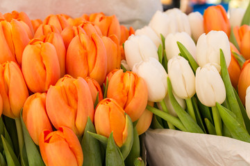 Wall Mural - Bouquet of beautiful orange and white tulips close up