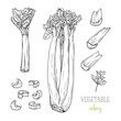 Celery isolated on white background. Vector illustration