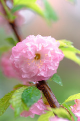 Wall Mural - Pink flower sakura bloom in spring season, closeup