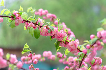 Wall Mural - Pink flower sakura bloom in spring season, closeup