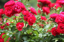 Summer Flowers Red Roses In Garden