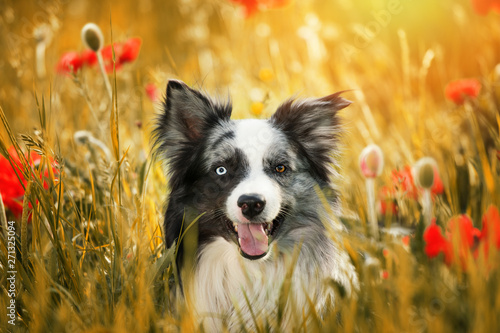 Fotografía Border collie dog with poppy flowers
