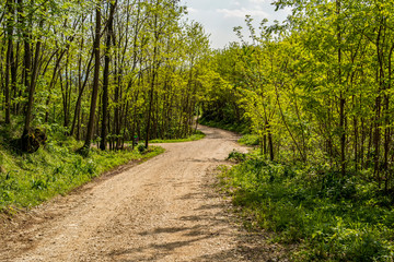 Wall Mural - Dirt path in the woods on the hills of Montello, Treviso - Italy