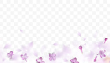 Spring Background With Purple Blurred Flower Petals