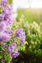 Purple Lilac Blossoms Blooming In Springtime