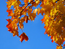 Bright Autumn Leaves Against The Blue Sky.