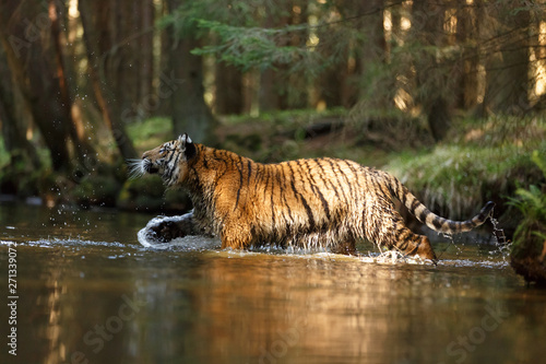 Tiger Im Fluss Kaufen Sie Dieses Foto Und Finden Sie Ahnliche Bilder Auf Adobe Stock Adobe Stock