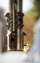 Goldfinch On A Bird Feeder