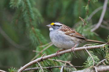 Sticker - white-throated sparrow (Zonotrichia albicollis) in spring