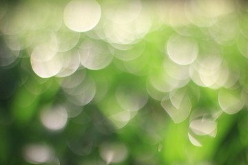 Abstract green and yellow bokeh for background, green bokeh from tree. 