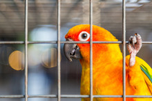 Yellow And Orange Parrot In A Cage.