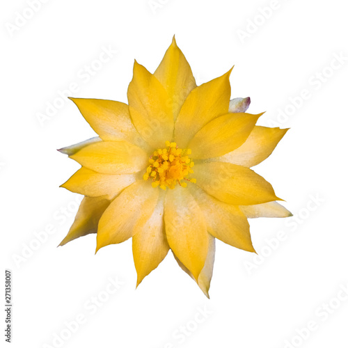 Cactus flowers on a white background