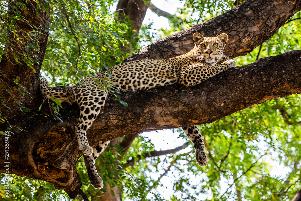 Leopard in tree Stock Photo | Adobe Stock