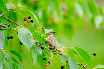 sparrow on branch