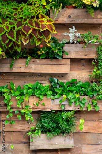Fototapeta na drzwi i meble Green plants decorate on wood wall
