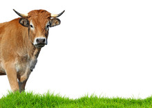 Cow Isolated On White Background.