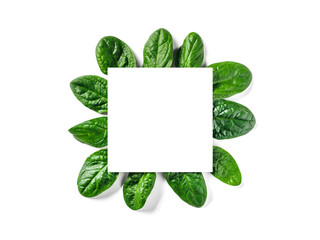 Wall Mural - Creative layout made with baby spinach leaves. White paper square on heap of baby spinach leaves. Isolated on white with clipping path. Top view or flat lay. Copy space for text.