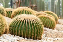 Echinocactus Grusonii Or A Golden Bucket. A Beautiful Cactus Garden Arrangement.