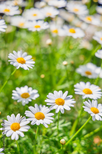 道端に咲く可愛いマーガレット Stock Photo Adobe Stock 道端に咲く可愛いマーガレット Stock Photo Adobe Stock
