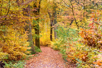 Sticker - Colorful autumn forest