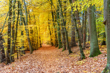 Sticker - Colorful autumn forest