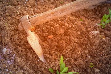 Worker moving soil with hoe in the garden